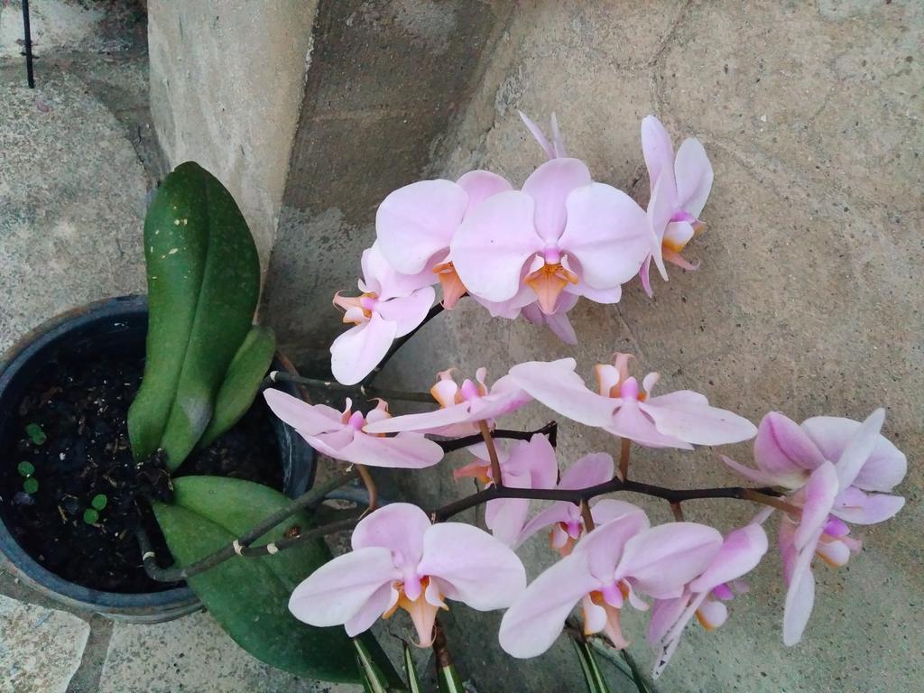 Ca Bienvenida Villa Miramar Ngoại thất bức ảnh